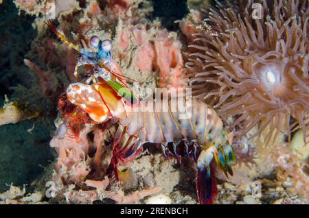 Smasashing Mantis Shrimp, Odontodactylus scyllarus, di Duncanops Coral, Duncanopsammia sp, sito di immersione Tasi Tolu, Dili, Timor Est Foto Stock