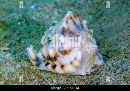 Casco cornuto, Cassis Cornuta, sito di immersione Dili Rock East, Dili, Timor Est Foto Stock