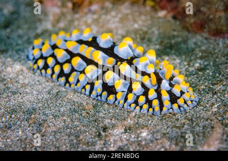 Varicose Phyllidia Nudibranch, Phyllidia varicosa, Secret Garden dive site, Dili, Timor Est Foto Stock