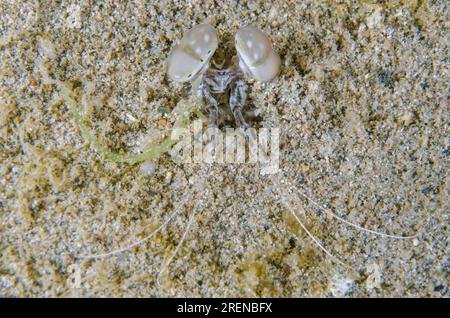 Spearing Mantis Shrimp, Lysiosquillina sp, mimetizzato nel buco nella sabbia, immersioni notturne, sito di immersione Dili Rock East, Dili, Timor Est Foto Stock