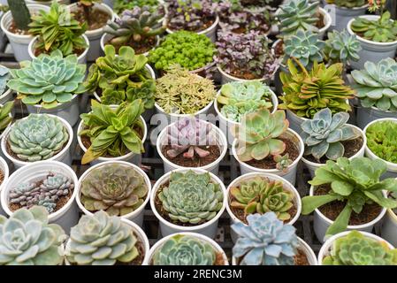 Molti succulenti in vaso di Echeveria elegans, Echeveria, Sedum, Grappotetalum (leatherpetal) in un mercato dei fiori Foto Stock