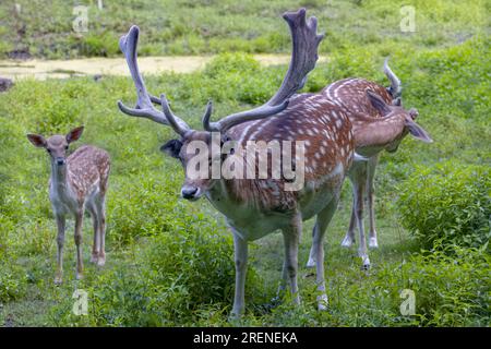 Il cervo a riposo (Dama dama). Questo cervo è una specie autoctona in Europa. Cervo maschio a riposo con palchi in crescita in velluto. Foto Stock