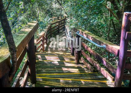 Sudafrica, Gola di Graskop, area ricreativa, ponte di legno viaggio nel cuore di una foresta indigena incontaminata. Foto Stock