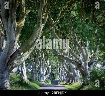 The Dark Hedges, faggi vecchi di 250 anni usati come location in Game of Thrones, Antrim, Irlanda del Nord Foto Stock