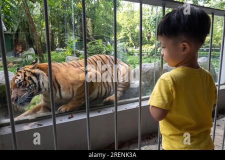 Kuala Lumpur, Malesia. 29 luglio 2023. Un ragazzo guarda una tigre malese allo Zoo Negara, lo zoo nazionale della Malesia, a Kuala Lumpur, in Malesia, il 29 luglio 2023. La giornata internazionale della tigre viene celebrata il 29 luglio di ogni anno. Crediti: Chong Voon Chung/Xinhua/Alamy Live News Foto Stock