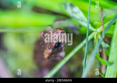 La museruola del rospo comune europeo (Bufo bufo) fuoriesce dall'erba. Ritratto naturale Foto Stock