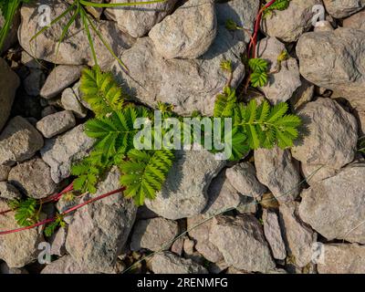 Piante che vivono in affioramenti calcarei: Calciphil (coltura che ama la calce), petrophil, xerophile. Probabilmente cinquefoil di Silverweed (Potentilla anserina), stol Foto Stock