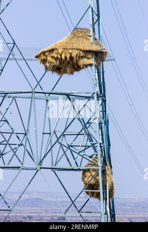 Due grandi tessitori sociali nidificano nella struttura in acciaio di un pilone elettrico Foto Stock