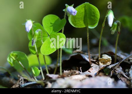 I primi fiori della foresta. Foglie e fiori delicati del sorrel di legno (Oxalis acetosella) in gemme semi aperte Foto Stock