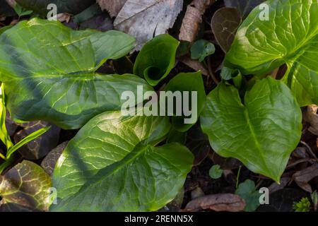 Cuckoopint o Arum maculatum freccia a forma di foglia, boschiva pianta velenosa in famiglia Araceae. foglie a forma di freccia. Altri nomi sono nakeshead, adder's ro Foto Stock