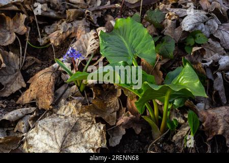 Cuckoopint o Arum maculatum freccia a forma di foglia, boschiva pianta velenosa in famiglia Araceae. foglie a forma di freccia. Altri nomi sono nakeshead, adder's ro Foto Stock