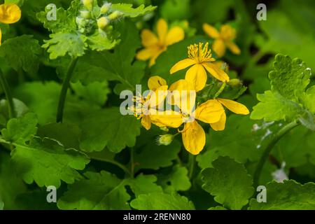 Macro foto della natura fiori gialli di celandina. Sfondo fioritura fiori pianta celandina. Foto Stock