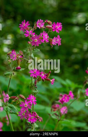 Il silene dioica Melandrium rubrum, noto come campion rosso e mosca catchfly rossa, è una pianta erbacea fiorita della famiglia delle Caryophyllaceae. Rosso campion. Foto Stock