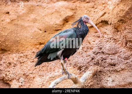 L'ibis Northern Bald si trova da solo di fronte alla scogliera. Il piumaggio è nero, con iridescenza bronzo-verde e viola Foto Stock