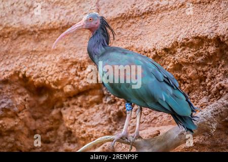 L'ibis Northern Bald si trova da solo di fronte alla scogliera. Il piumaggio è nero, con iridescenza bronzo-verde e viola Foto Stock