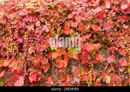 Sfondo o sfondo composto da foglie di edera rossa autunnale che crescono su un muro. Buoni colori stagionali. Foto Stock