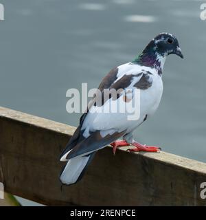 Un piccione selvaggio e selvaggio che si trova su una recinzione marrone che si affaccia sul mare. Il piccione è bianco e nero con evidenziazioni verdi, viola e blu. Foto Stock