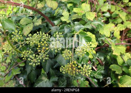 Grappoli di bacche verdi, unmature, inglesi di edera. Sfondo autunnale con frutti di bosco e foglie. Foto Stock