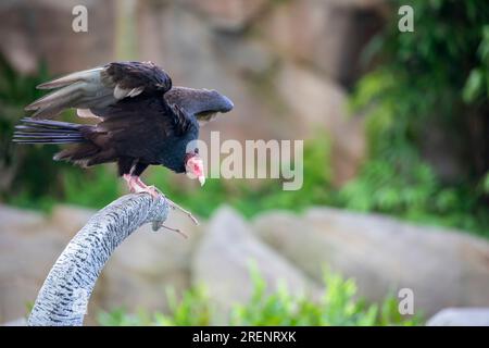 L'immagine closeup del tacchino avvoltoio . È il più diffuso degli avvoltoi del nuovo mondo. È un scavenger e si nutre quasi esclusivamente di carion. Foto Stock