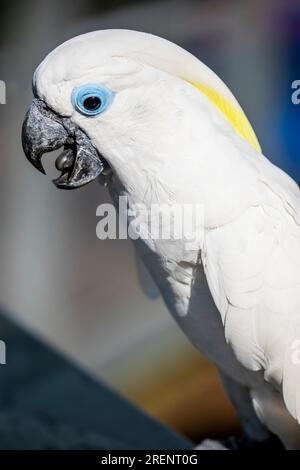 Il cockatoo dagli occhi azzurri (Cacatua oftalmica) è un grande cockatoo bianco con un cresta mobile, un becco nero e un bordo azzurro di senza piume Foto Stock