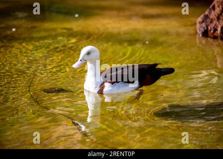 Il Radjah shelduck è una specie di shelduck diffusa principalmente in nuova Guinea e Australia. Sia il maschio che la femmina sono per lo più bianchi, con punte delle ali scure Foto Stock