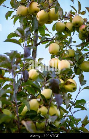Frutti maturi di mele della varietà Golden sui rami dei giovani meli. Giorno autunnale del raccolto nei frutteti agricoli nella regione di Bukovyna, Ucraina. Foto Stock