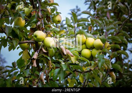 Frutti maturi di mele della varietà Golden sui rami dei giovani meli. Giorno autunnale del raccolto nei frutteti agricoli nella regione di Bukovyna, Ucraina. Foto Stock