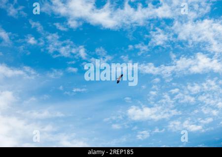 L'avvoltoio himalayano o l'avvoltoio griffone himalayano (Gyps himalayensis) vola da solo in alto nel cielo blu. È un avvoltoio del Vecchio mondo nativo dell'Hi Foto Stock
