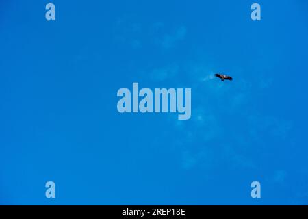 L'avvoltoio himalayano o l'avvoltoio griffone himalayano (Gyps himalayensis) vola da solo in alto nel cielo blu. È un avvoltoio del Vecchio mondo nativo dell'Hi Foto Stock