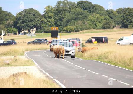 Una fotografia di mucche dalle lunghe corna che bloccano una strada sul Minchinhampton Common nel Cotswolds, Inghilterra, Regno Unito. Luglio 2023 Foto Stock