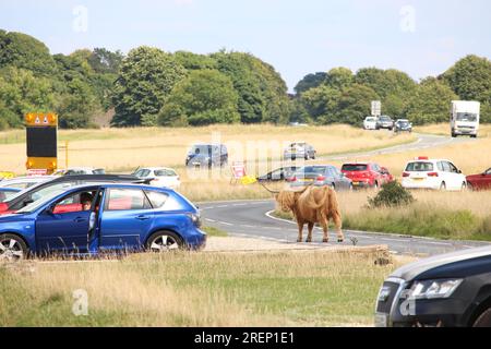 Una fotografia di mucche dalle lunghe corna che bloccano una strada sul Minchinhampton Common nel Cotswolds, Inghilterra, Regno Unito. Luglio 2023 Foto Stock