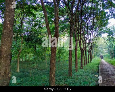 Bellissimo sentiero pedonale alberato a Uttarakhand, India. Sereno percorso naturalistico. Foto Stock