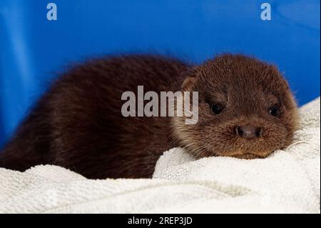 Lontra eurasiatica (Lutra lutra) cucciolo di 10 settimane, orfano abbandonato. Foto Stock