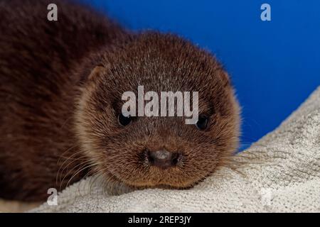 Lontra eurasiatica (Lutra lutra) cucciolo di 10 settimane, orfano abbandonato. Foto Stock