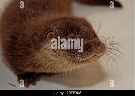 Lontra eurasiatica (Lutra lutra) cucciolo di 10 settimane, orfano abbandonato. Foto Stock