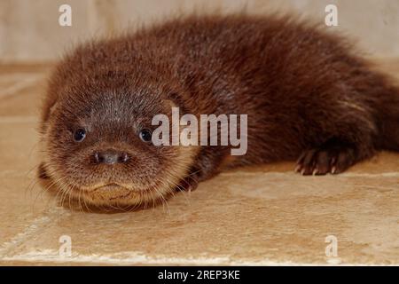 Lontra eurasiatica (Lutra lutra) cucciolo di 10 settimane, orfano abbandonato. Foto Stock