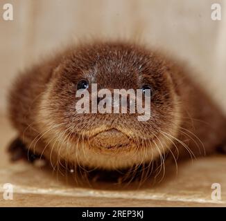 Lontra eurasiatica (Lutra lutra) cucciolo di 10 settimane, orfano abbandonato. Foto Stock