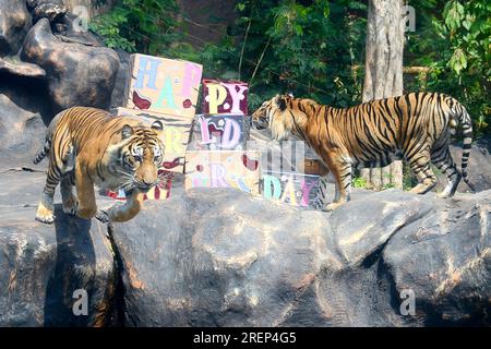 Malang, Indonesia. 29 luglio 2023. Le tigri di Sumatra sono viste allo zoo segreto di Batu a Malang, Giava Orientale, Indonesia, 29 luglio 2023. La giornata internazionale della tigre viene celebrata il 29 luglio di ogni anno. Crediti: Aditya Hendra/Xinhua/Alamy Live News Foto Stock