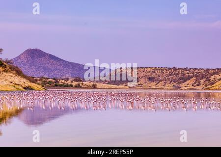 Lago Magadi Travel Adventures - Flamingoes Home Foto Stock