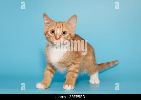 Piccolo, mongrel, gattino allo zenzero, su sfondo blu Foto Stock