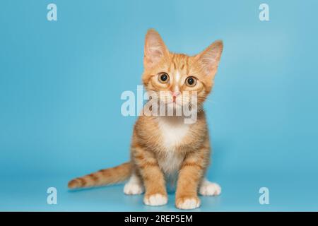 Piccolo e curioso gattino rosso guarda intensamente, su sfondo blu Foto Stock
