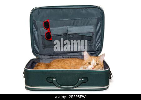 Il gatto rosso giace in una valigia verde, isolata su uno sfondo bianco Foto Stock