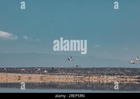 Lago Magadi Travel Adventures - Flamingoes Home Foto Stock