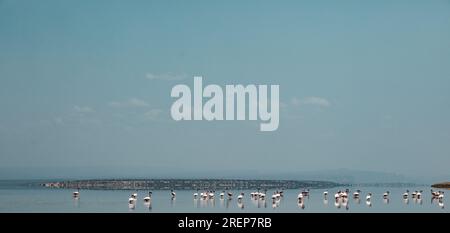 Lago Magadi Travel Adventures - Flamingoes Home Foto Stock