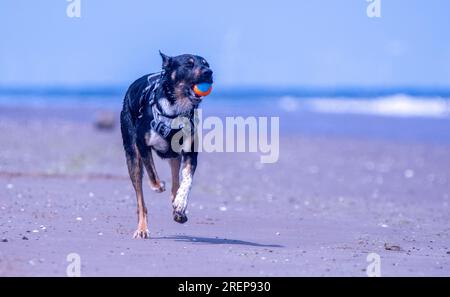 Un Collie di confine gallese che gioca su una spiaggia Foto Stock