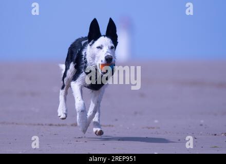 Un cucciolo di Border Collie sulla spiaggia Foto Stock