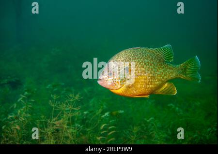 Pesce persico che nuota in un lago interno del Nord America Foto Stock