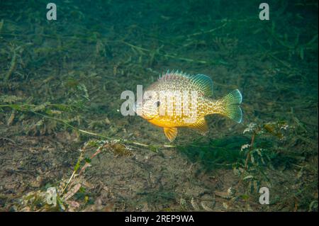 Pesci Sunfish di zucca che si nutrono dal fondo di un lago interno in Nord America Foto Stock