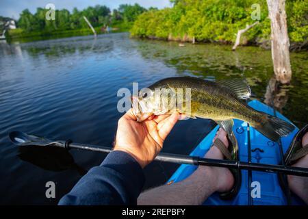 Con la bocca di larice perfetta, pesca a terra, pesca di pesce Foto Stock