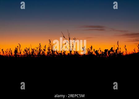 Le vivaci sfumature dipingono il cielo al tramonto e si stagliano sulla vegetazione selvaggia lungo la costa di Ostia, Italia Foto Stock